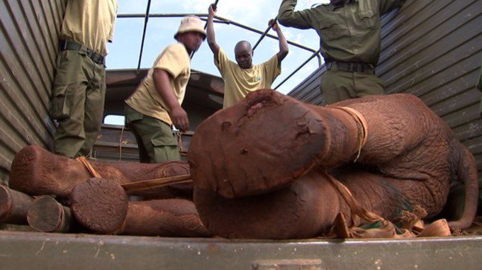 itvnews's tweet image. Exclusive: Prince William on trophy hunting and poaching links to terrorism #StopSlaughter bit.ly/1YWwY1w