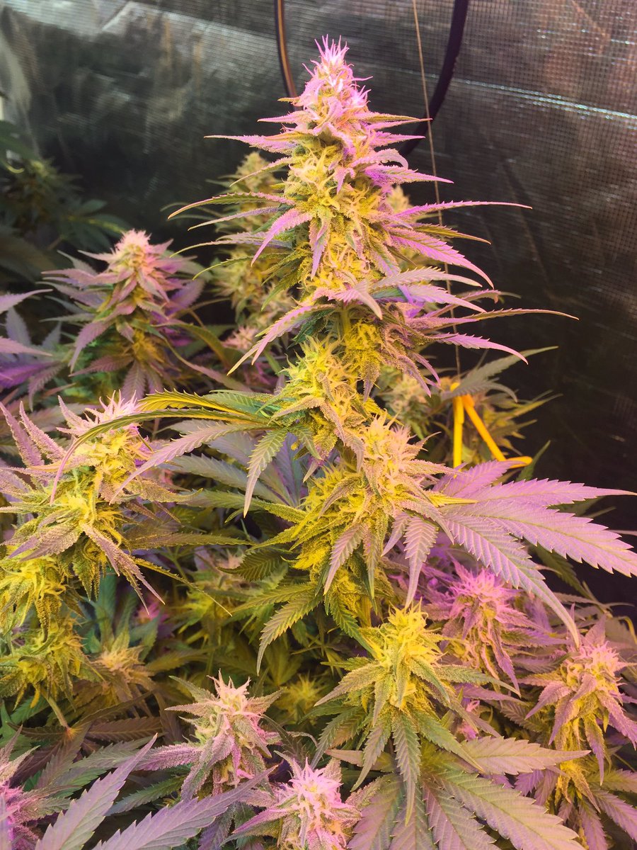 This Brian Berry Cough is well on its way 👌🏼 @TGAgenetics isn't she beautiful?! #cannabis #maine