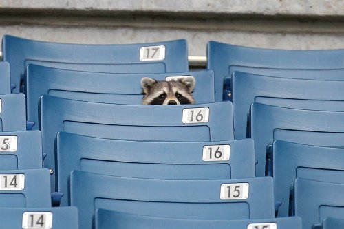 monkey_memes's tweet image. Raccoon watching a baseball game
#memes #funnypics #funnymemes #lol