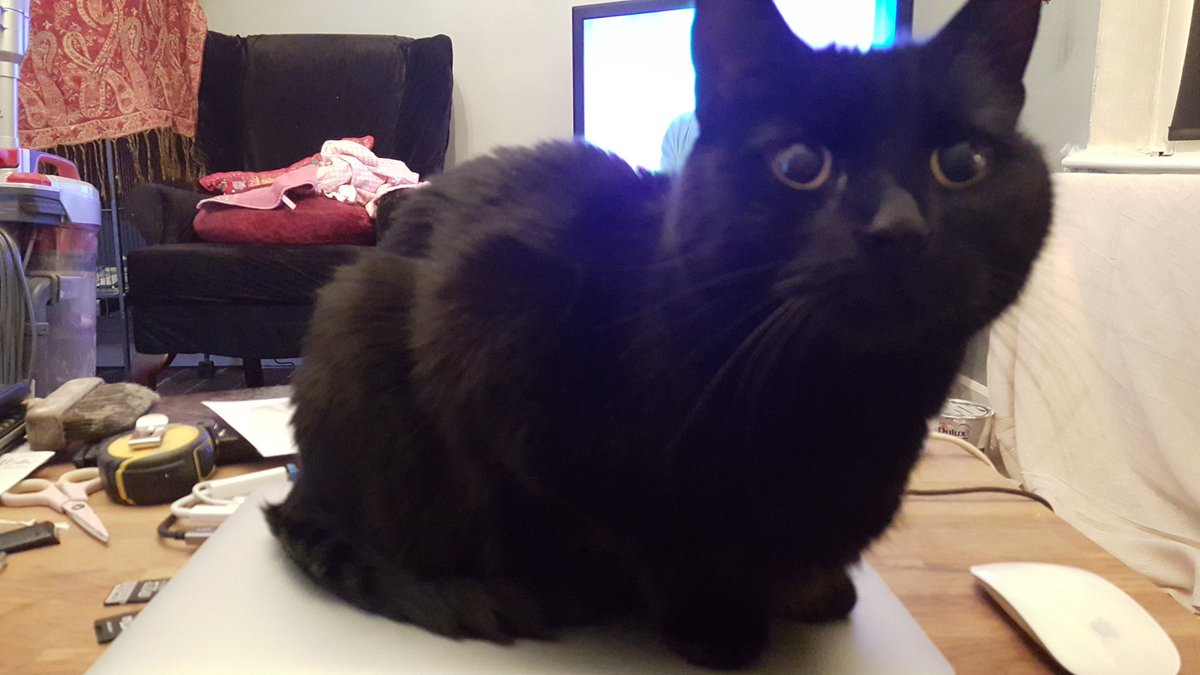 joinerkev's tweet photo. Can't get on my #macbookpro because or security #Catware #LowtherMansions #York #cats https://t.co/Rd53lTS134