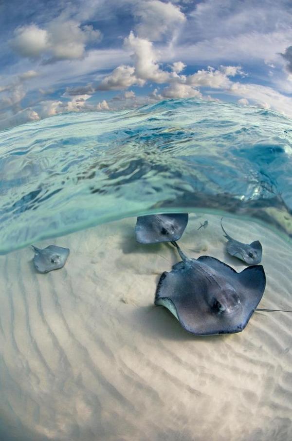 DaleSRogers's tweet image. Stingray Sandbar  RT @totravelplaces #sandbars #stingrays #ocean #sealife #oceanlife #nature