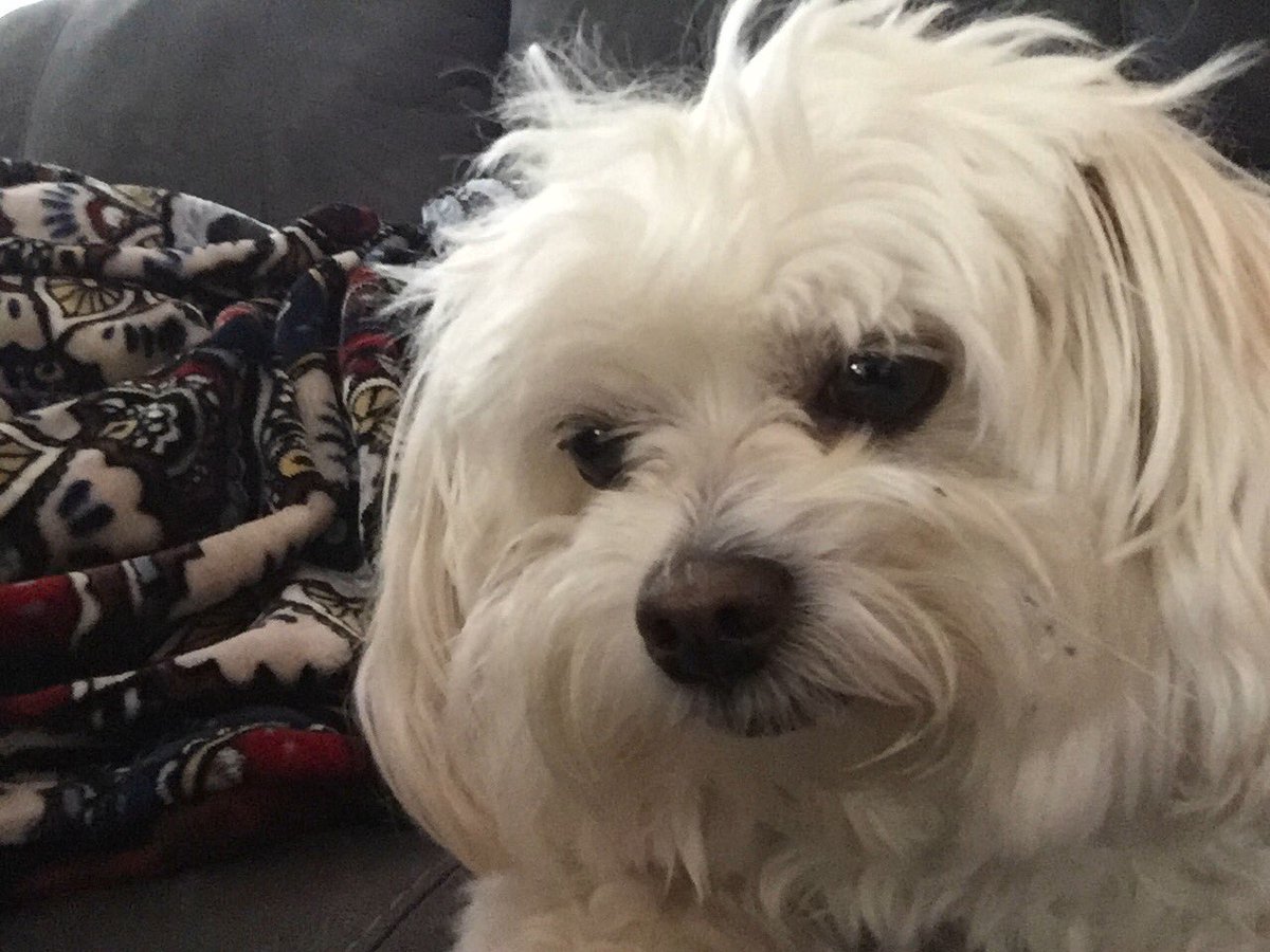 friendlymull's tweet photo. #prayforappa slipped disc/inflamed spinal cord π’π’π’ https://t.co/Sew2Znx1C8