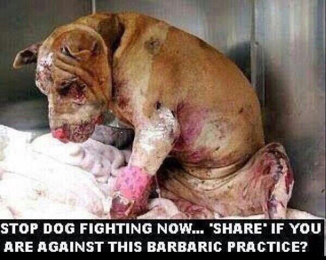 isaacBIOvega's tweet photo. 🐶 Say NOT to DOGFIGHTING! 💔
¡BASTA YA! 😿 Di NO a las PELEAS de PERROS, si ves una DENÚNCIALA 🆘 #NoAlMaltratoAnimal https://t.co/rxv8o7wvi6