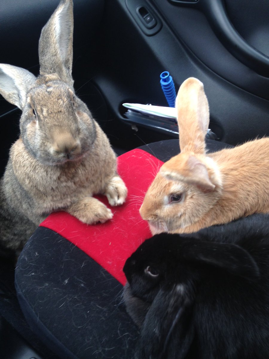 Henrieke Schoonekamp tweet media