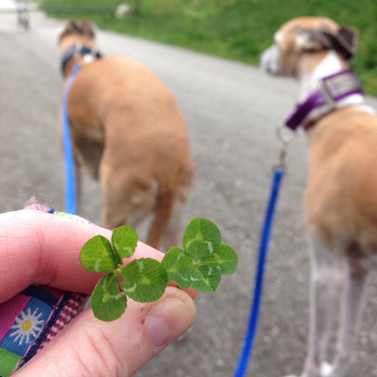 4leafers's tweet photo. No.384-385 Hudson & Haley were the #luckydogs today. #fourleafclovers #wippets πππ»ππ https://t.co/vfBuRy0Kfj