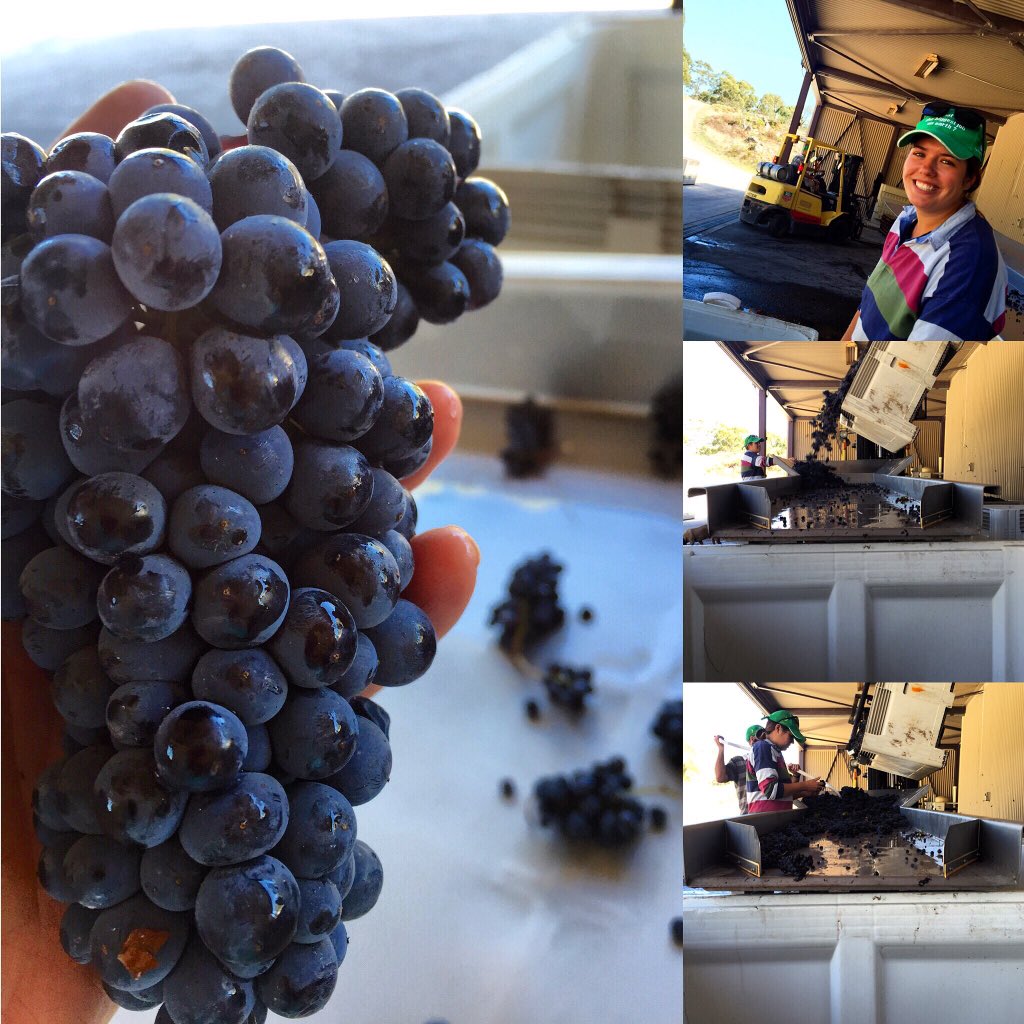 Helen McCarthy (@barossahm) on Twitter photo Loving #V16 Pinot noir, hand sort whole bunches, great co-workers <a href="/Mountadam_VY/">Mountadam Vineyards</a> @BarossaDirt Loving #V16 Pinot noir, hand sort whole bunches, great co-workers <a href="/Mountadam_VY/">Mountadam Vineyards</a> @BarossaDirt