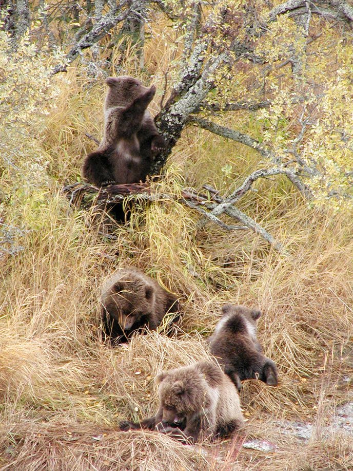 BrooksCamp's tweet photo. Ready for bear watching season? 2015 highlights at https://t.co/7zLPhIWqGX …/pla…/brown-bear-salmon-cam-brooks-falls https://t.co/G3nsIvQ03o