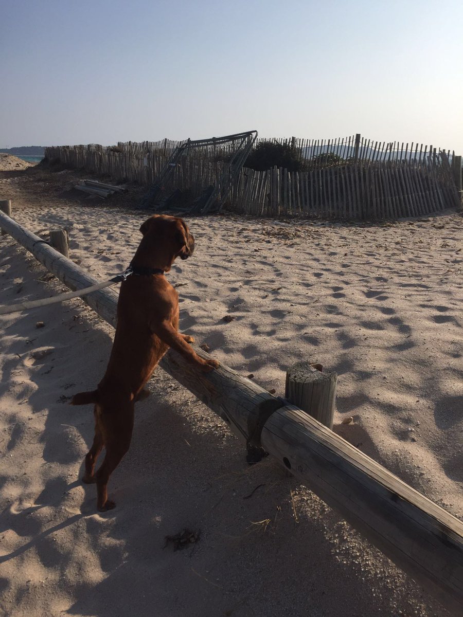 _Sumbei's tweet image. *observando as cachorrinhas à beira mar*