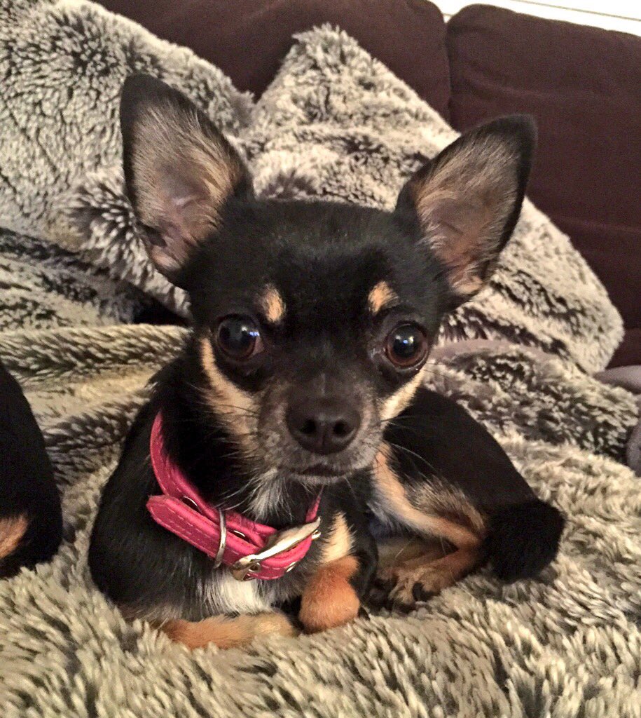 muffinmiller35's tweet photo. @toria_jay @bbcthree ..... but there is only one one Pickle Miller π #Chihuahua #cuteanimals #Spirohealth https://t.co/6BKUPNNTDT