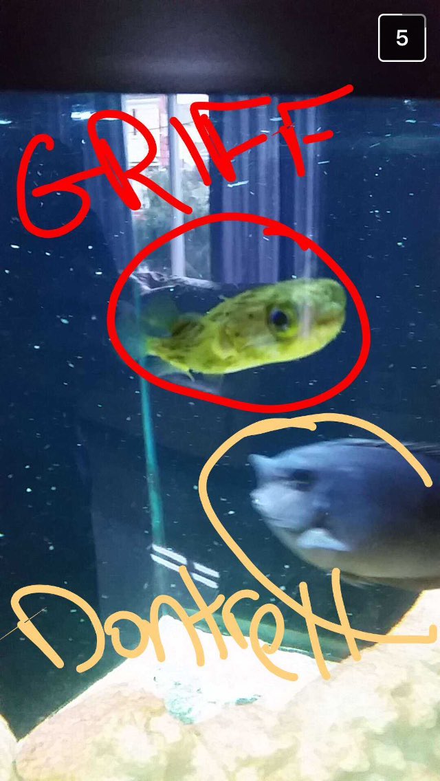 Ashley_eb27's tweet photo. Dying at Nick's snaps of his fish #Griff #Dontrell #Kenny @nick_dico https://t.co/3Itfd81pZI