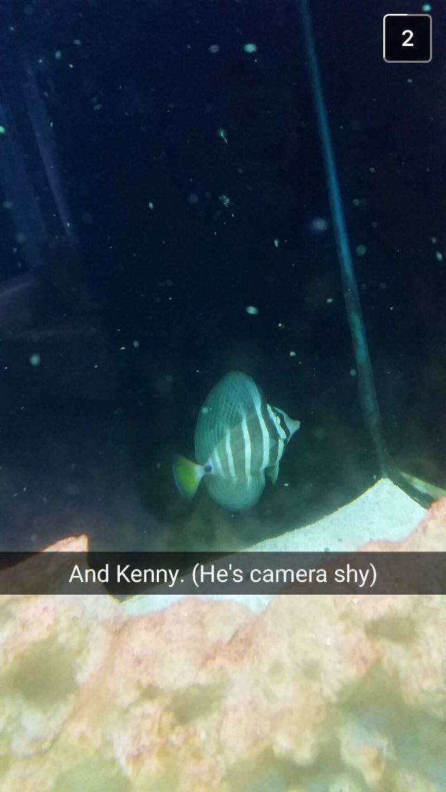 Ashley_eb27's tweet photo. Dying at Nick's snaps of his fish #Griff #Dontrell #Kenny @nick_dico https://t.co/3Itfd81pZI