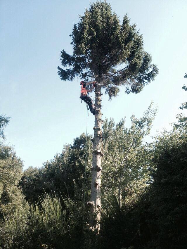 Treeservices96's tweet photo. Spruce tree in Dewsbury! https://t.co/awcCcjxhiY