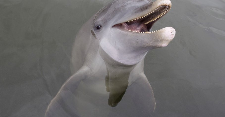 Mil-Mall tweet media