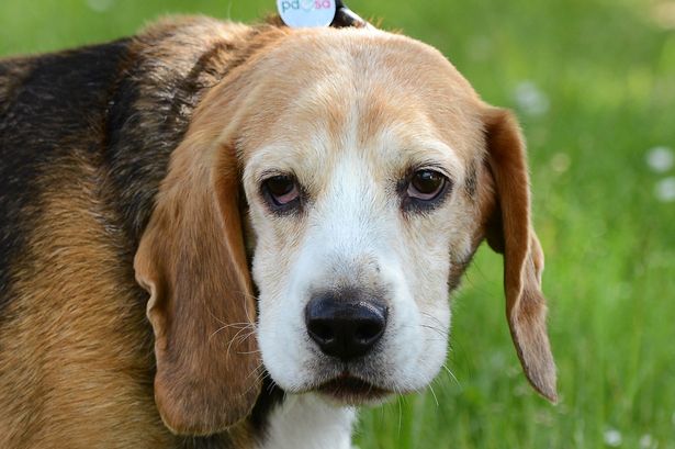 pettheftaware's tweet photo. In the News: Birmingham Mail
MP demands tougher punishments for people who steal dogs
https://t.co/ugXEDe4pEk https://t.co/rkAAzNmZFu