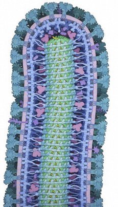 wellcometrust's tweet photo. Delighted to announce our overall #2016WIA winner: David S Goodsell 's watercolour and ink illustration Ebola virus https://t.co/WYprVVEgT5