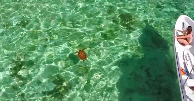 seaturtlegifts's tweet photo. Turtle spotting! 🐢 #manoatours #samoa #surfsamoa #snorkelsamoa #turtles #seaturtle  #beaut… https://t.co/6E3MsdOtIf https://t.co/fgQlrK3QB5