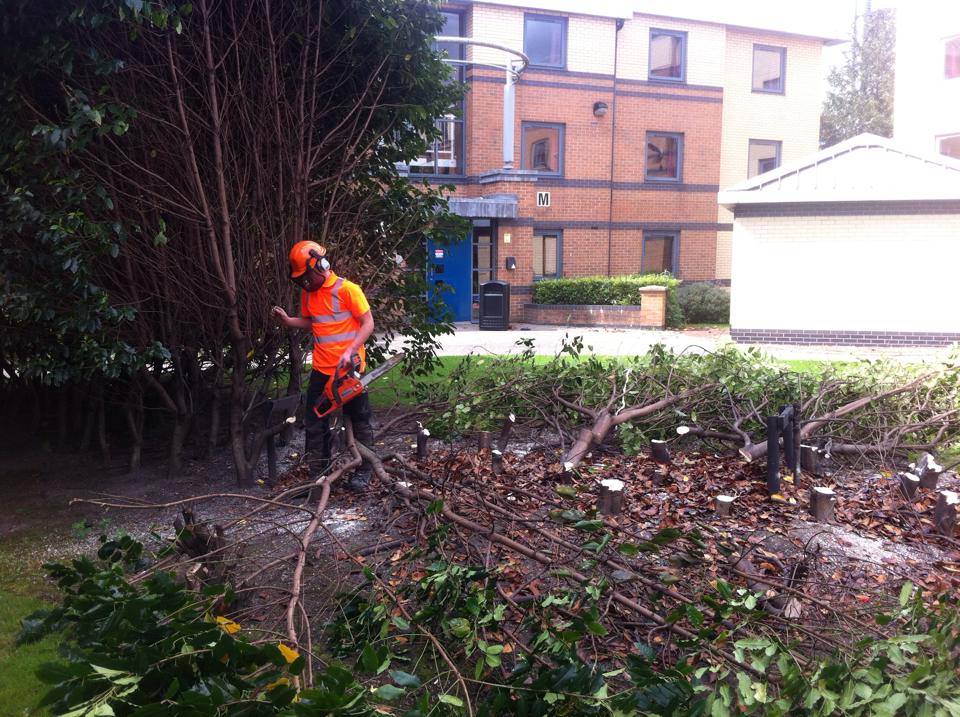 Treeservices96's tweet photo. Tree work at Leeds uni! https://t.co/hdPJcXu35U