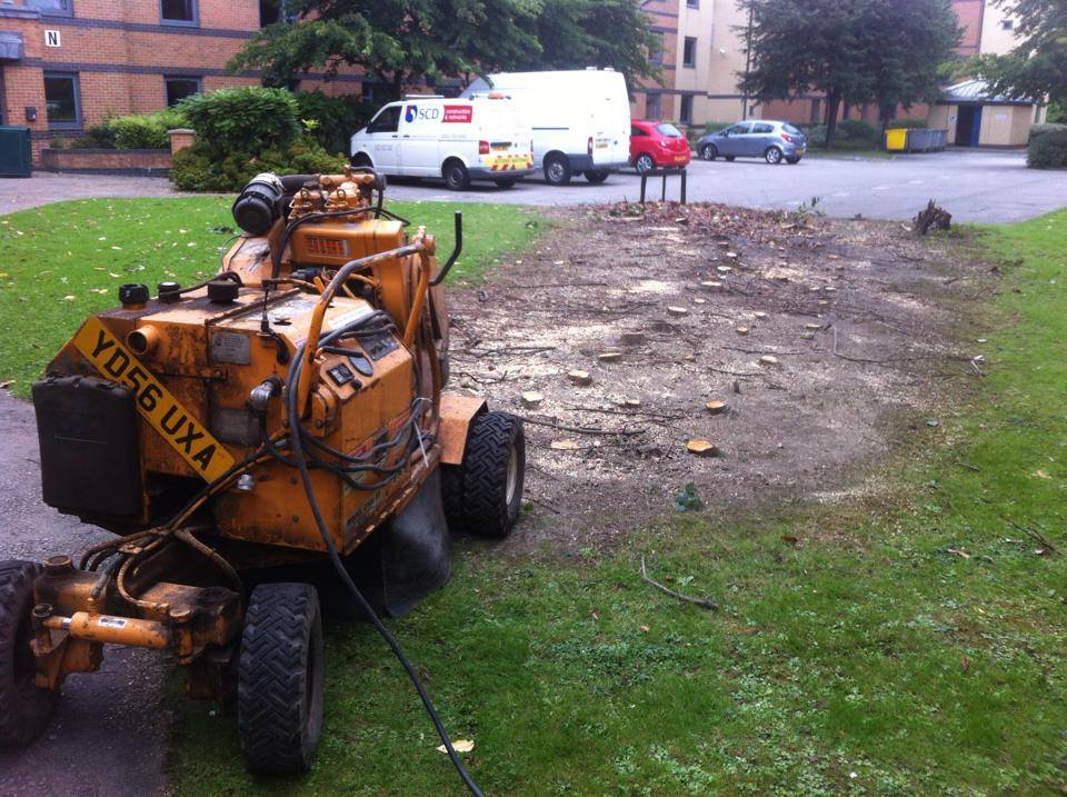 Treeservices96's tweet photo. Tree work at Leeds uni! https://t.co/hdPJcXu35U