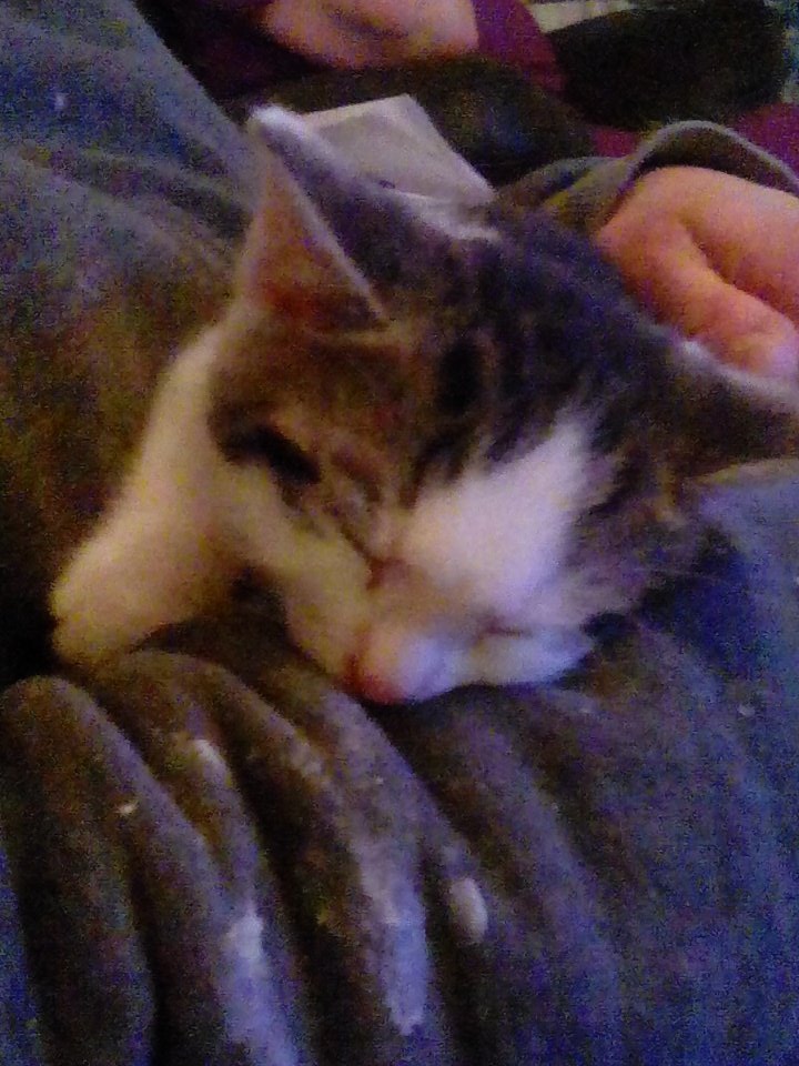 Thomasd38477563's tweet photo. My grand kitten gizmo https://t.co/vSsJnmvwIC
