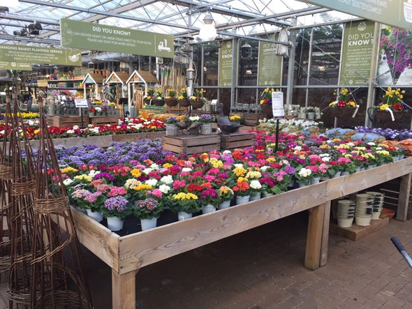 LoveBeckworth's tweet image. Our Plant Emporium is bursting with fantastic colours! Get your seasonal plants in store! beckworthemporium.com/plant-emporium/