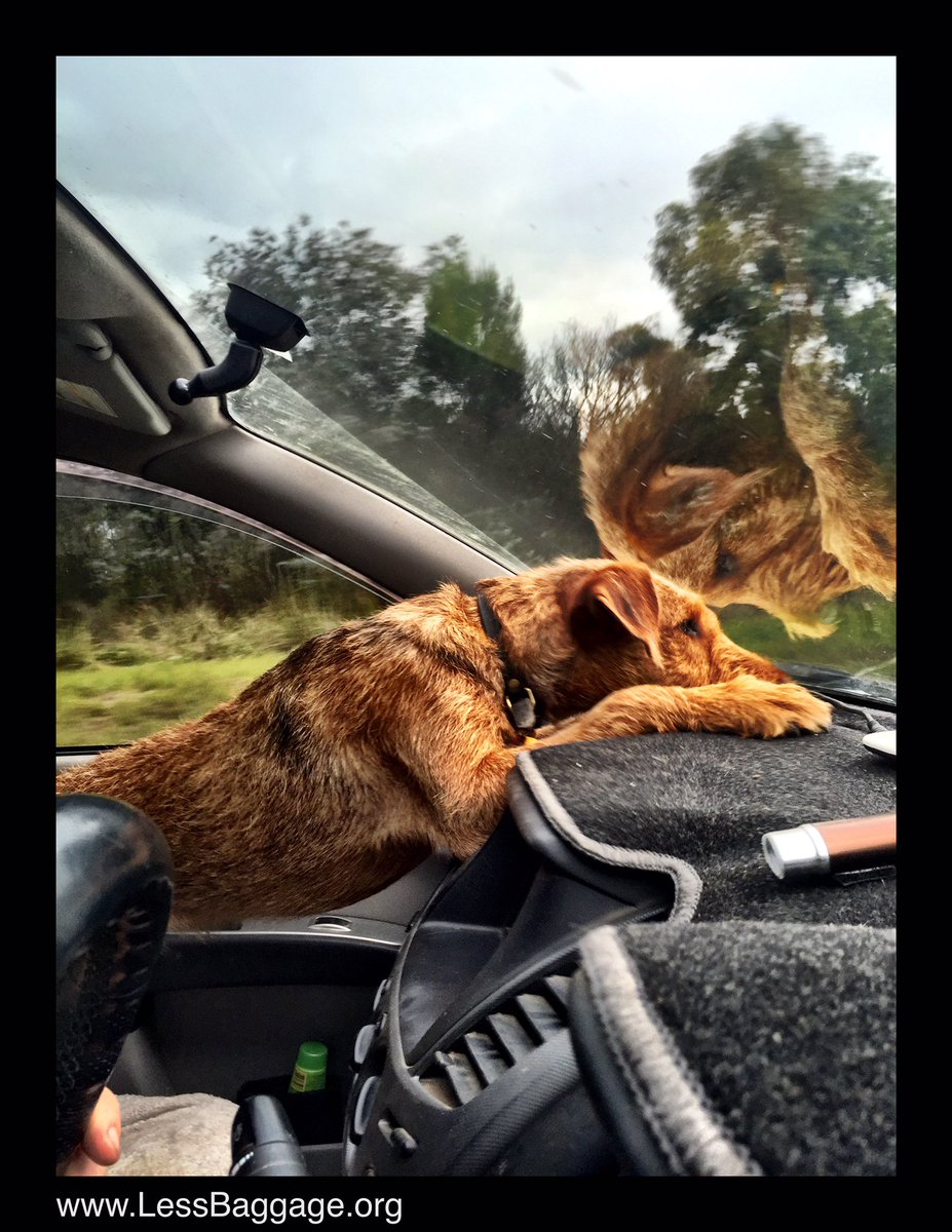 DoctorSlowBoat's tweet photo. The #LessBaggage dog
#Australia
#Victoria
#Alpine https://t.co/ARvKgJa5nT