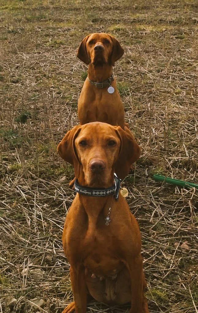 sofewig's tweet photo. Zep continues to amaze us everyday #perfectrescuepup @VizslamentesUK @DeborahMeaden https://t.co/m613DqtAEW