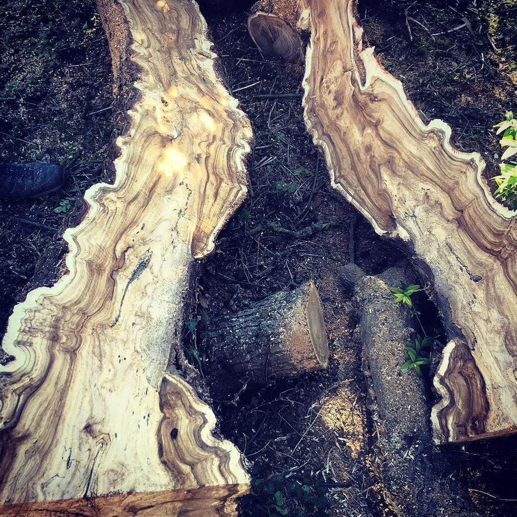 BlaiseBrogan's tweet photo. A bit of burr I found #alaskenmill #chainsawmill #blaiseintrees #futuretable #woodgrain #w… https://t.co/XVauMGKWaa https://t.co/o35QFye48D