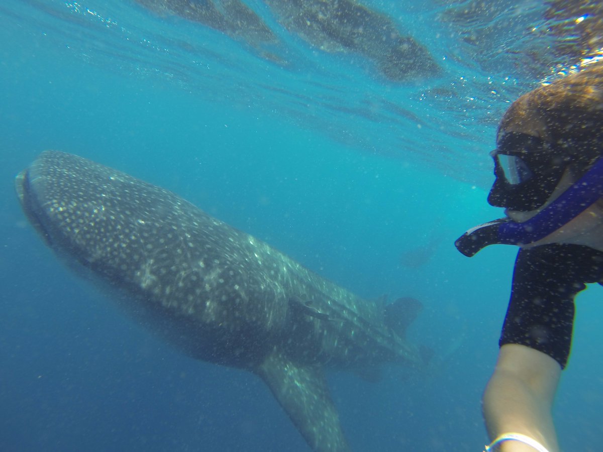 GoPro's tweet photo. Q4: How does using #GoPros help in your role? @CoveMovie_OPS #GoProChat https://t.co/KPhZZ6kB0h