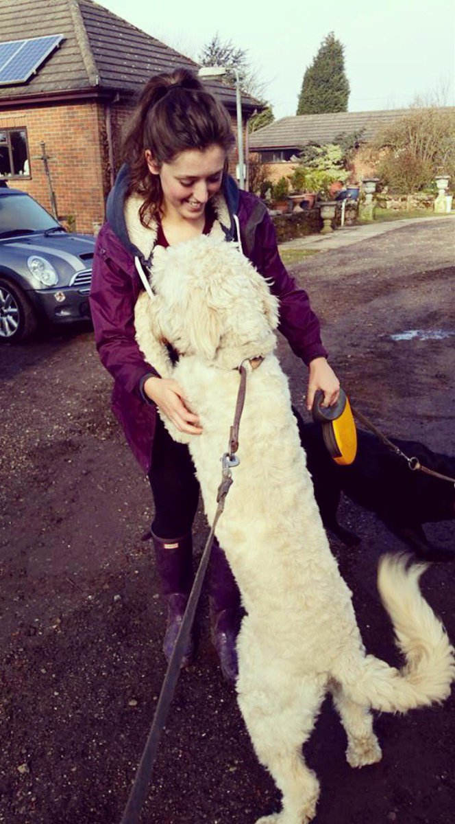 _sophiesmith97's tweet photo. Golden doodle cuddles at work ❤️🐶 https://t.co/qoehHuEwMZ