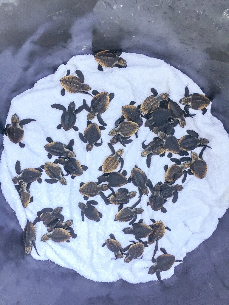 qldmuseum's tweet photo. Our little turtle friends are ready to hit the open sea! Stay tuned for our release updates this morn #turtlepower https://t.co/CoaYiSwQxQ