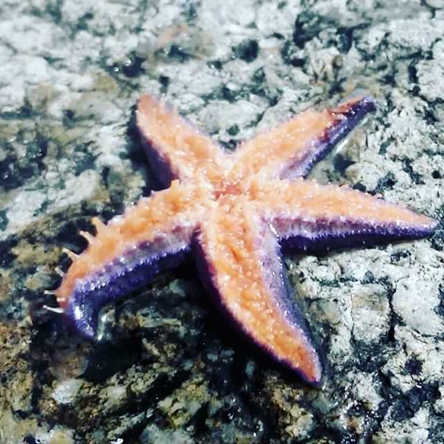 starfishstuff's tweet photo. #seastar #endtheworld #norway #fishing #supraise #star #holidayfun #holidays #2015 https://t.co/Y2hZ1pBaSt https://t.co/ulWQQAwmYy
