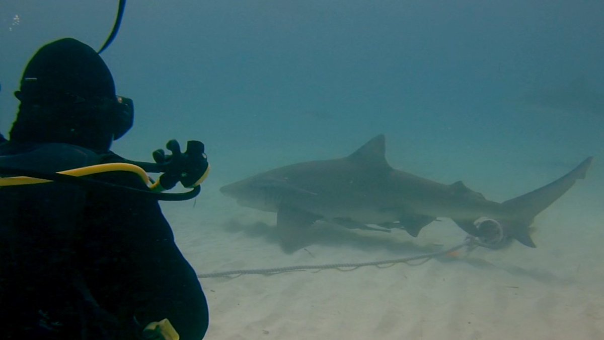 GoPro's tweet photo. Q8: What are you all working on next? @CoveMovie_OPS #GoProChat https://t.co/Sb6zdxEYjN
