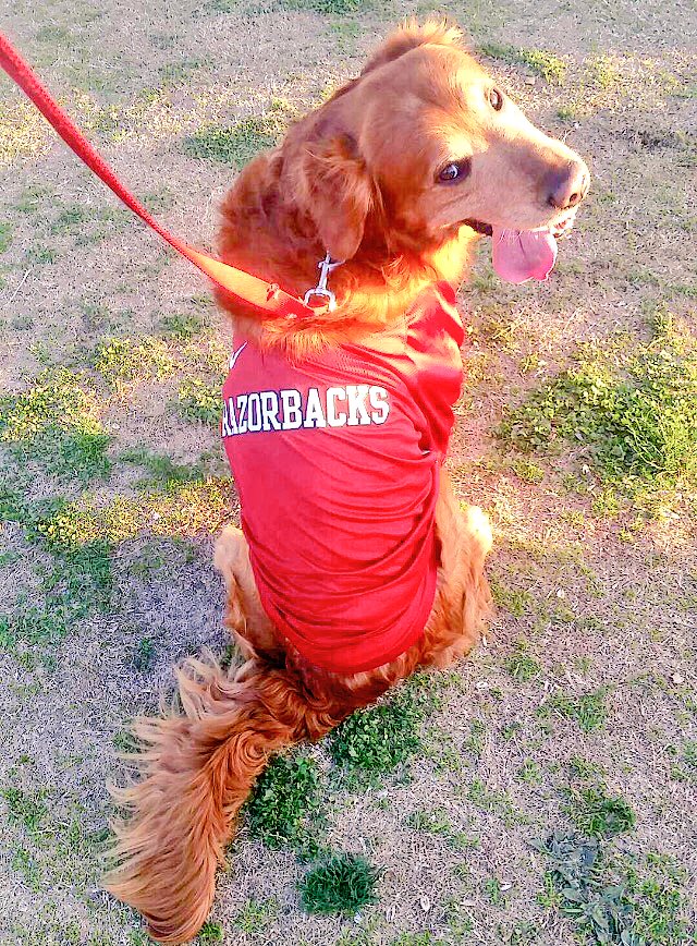 Ribby 🐗⚾️ tweet media