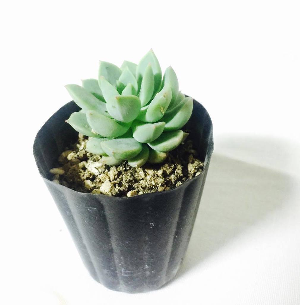 jeonjugram's tweet image. 남부 시장 근처에서 1000원에
미니 다육 구매했어요😍
너무 귀엽죠😳❣
혹시 이 다육 이름 아시는분 있나요? 알려주세요😂😭~
#미니다육#다육#식물#전주#남부시장#전주한옥마을#초가집#초가집카페#민박#게스트하우…