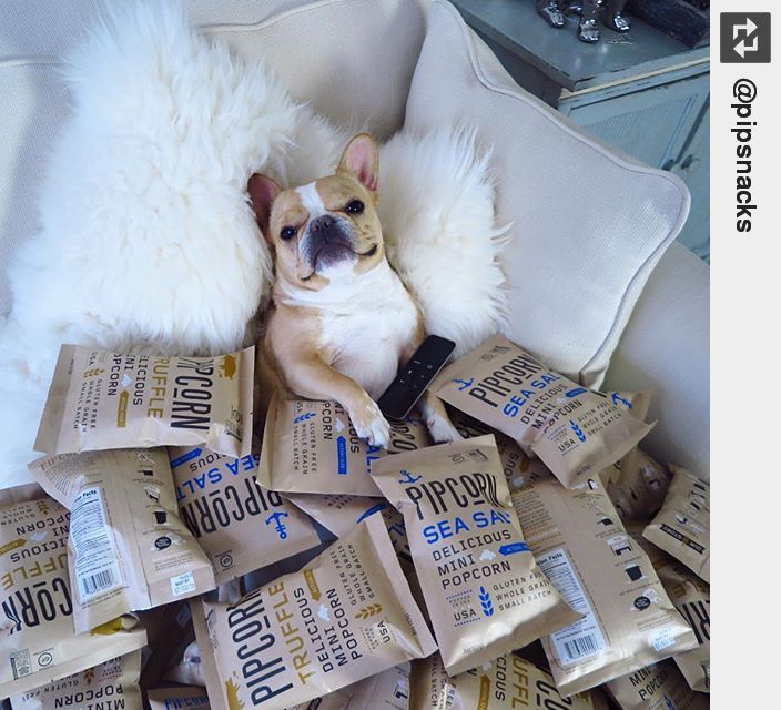 IngloriousDogs's tweet photo. #PipPups all day everyday. #Repost ・・・ #houseofcards binge ready 🍿🍿🍿 • • • #puppylove https://t.co/Zgpbf8dBtI