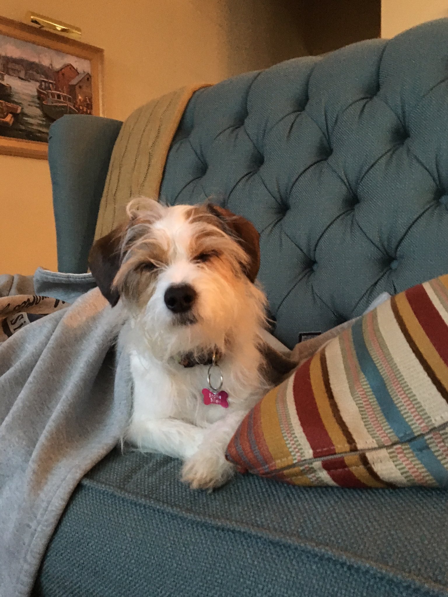 Why Wont My Dog Open Her Eyes