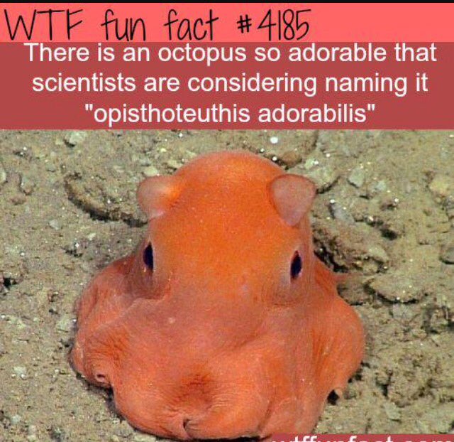 RFFDaily's tweet image. Adorable 😍🐙