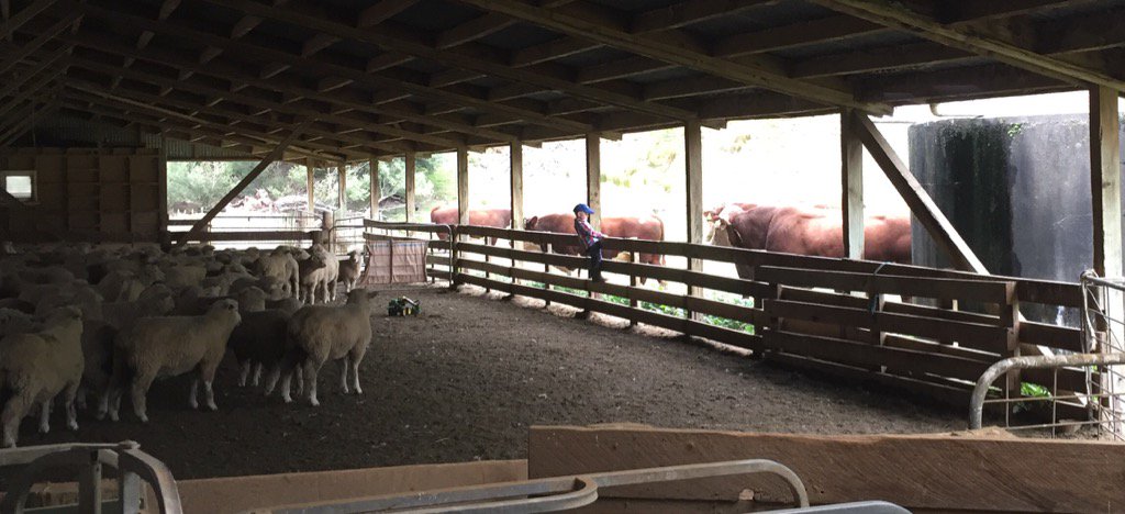 theofficenz's tweet photo. Checking out our Bulls while the Bulls checkout the sheep https://t.co/sg1Ph3Pt10