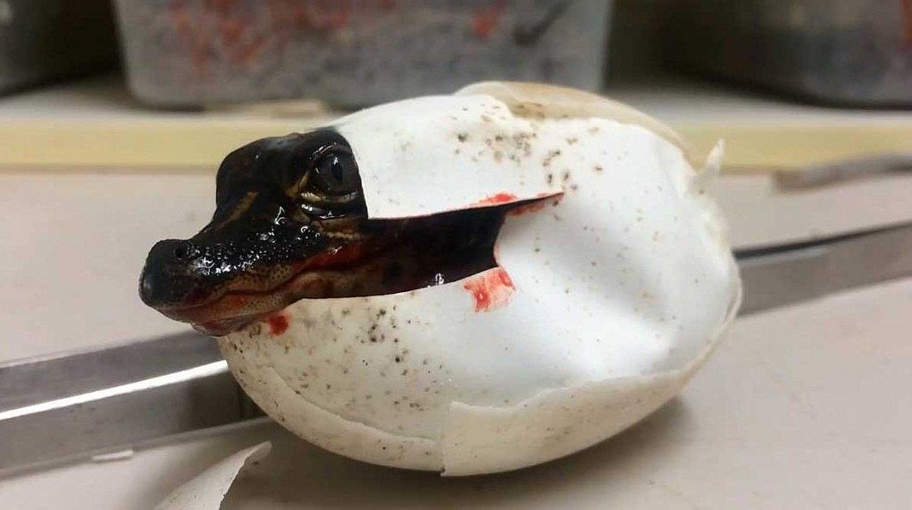 central_coast's tweet photo. Baby Alligator Hatching Caught on Camera at Australian Reptile Park...
#CentralCoast #News https://t.co/h9njHBB2Os https://t.co/cVEJr973VC