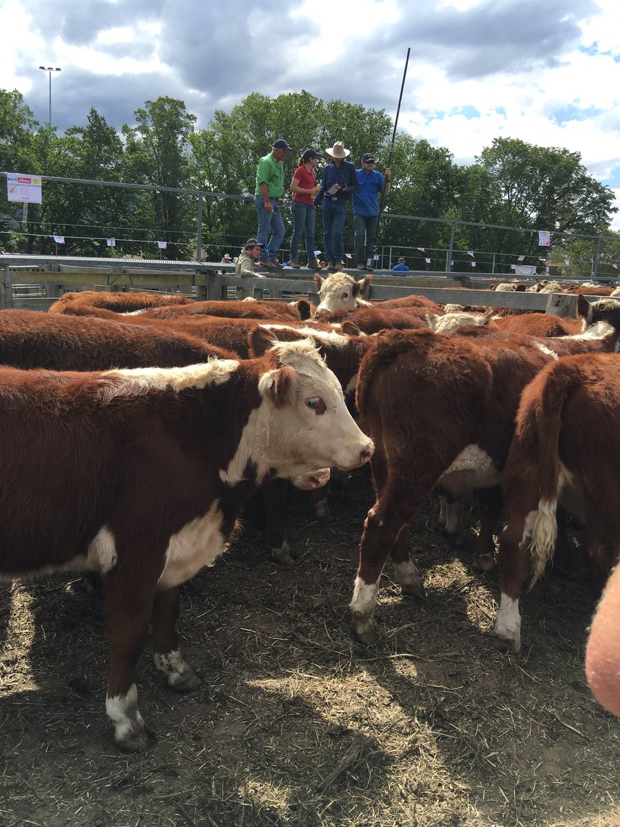 JLOldfield's tweet photo. Calves under 300kg selling upwards of 340c/kg at Omeo #mountaincalfsales @theweeklytimes https://t.co/eaO7er5a93