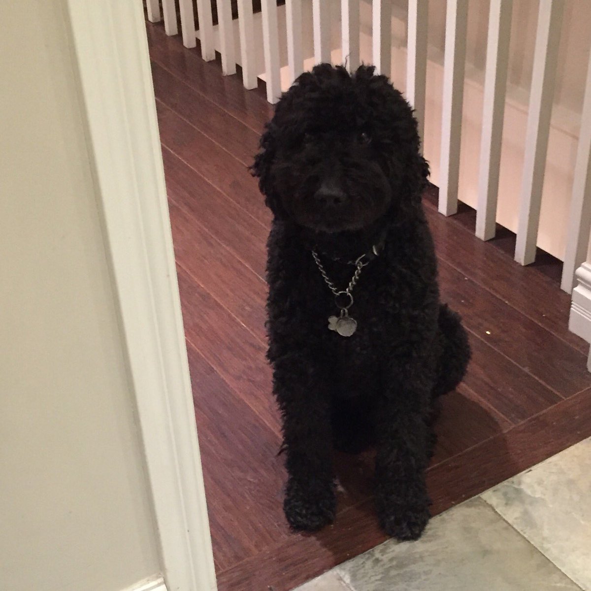 Yurkenbaum's tweet image. If I ran for President, my platform would include Cheese Fridays and banning street salt. #PrimaryDay