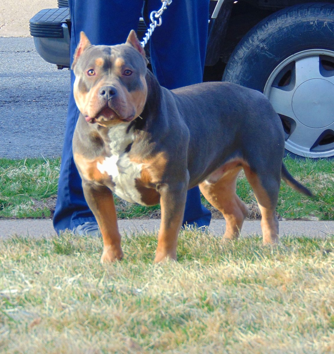 PattersonBullyz's tweet photo. Patterson's Screwston aka Screw
#americanbully
#noexotics https://t.co/MIBgN78PCr