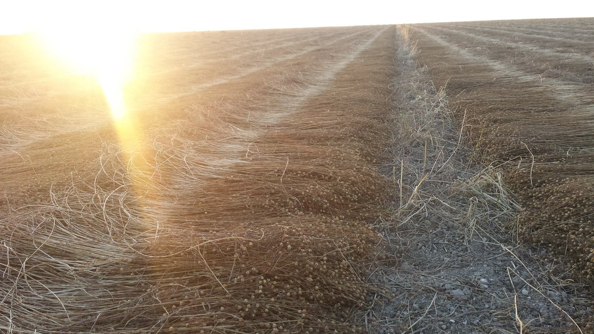 <a href="/FLAXCOMPOSITES/">❤️LIN FLAXCOMPOSITES</a>  info intéressante!  Mais emblaver est une chose, récolter du #lin de qualité en est une autre ...