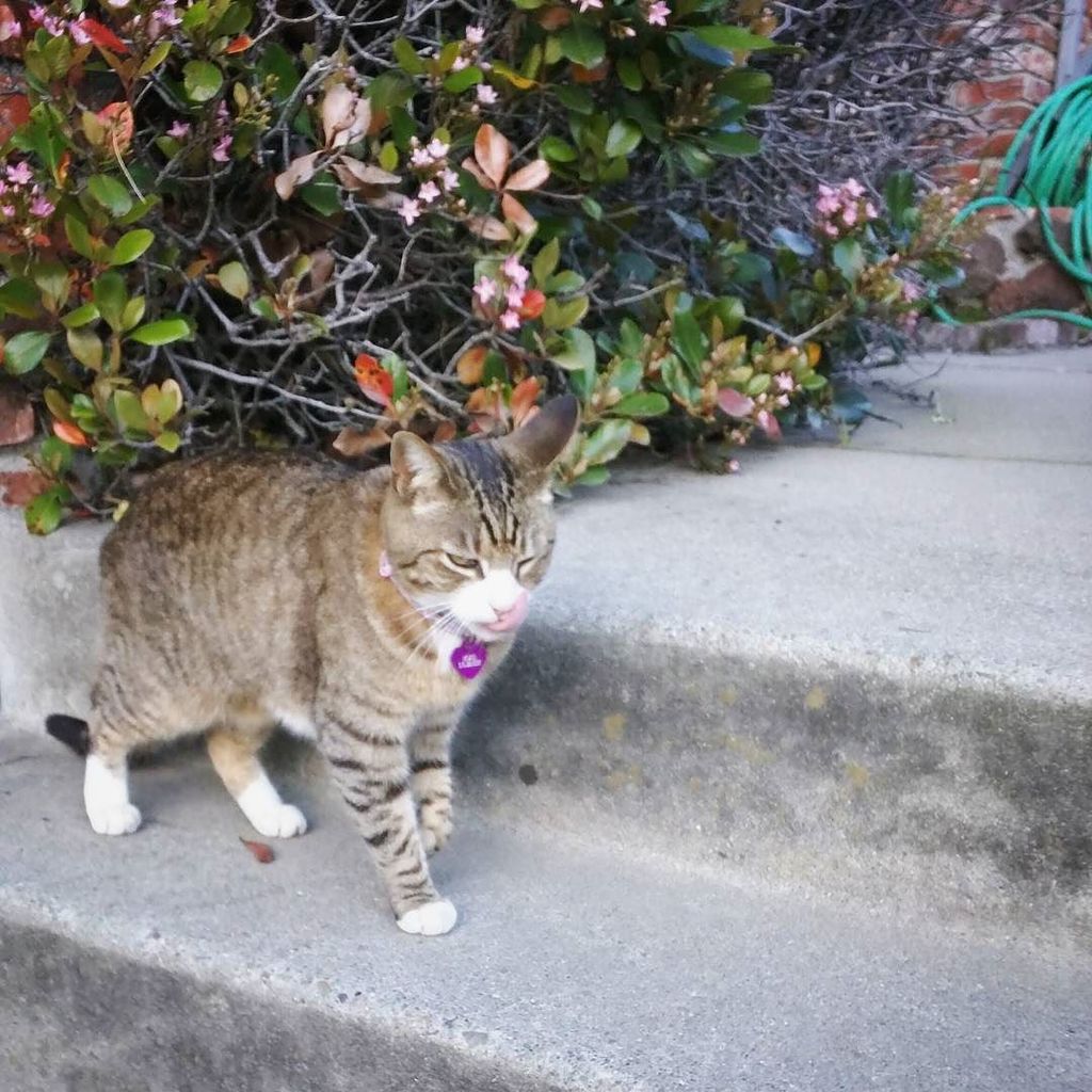 sarahsaxart's tweet photo. Ran into my favorite neighborhood kitty on my walk home #adamspoint #Oakland #notahoodcat β¦ https://t.co/XezI8zduHz https://t.co/mEK6A1FaIq