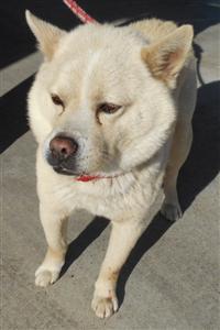 北海道犬保存会と協会の会員 Yamaotokosa Twitter