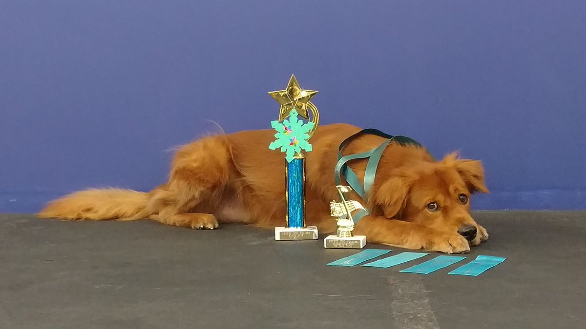 AshleyHuehn's tweet photo. Had a great freestyle weekend! #caninelupus #overcominglupus #wcfo #dancingwithyourdog #dogsoftwitter https://t.co/4dn6Wye43n