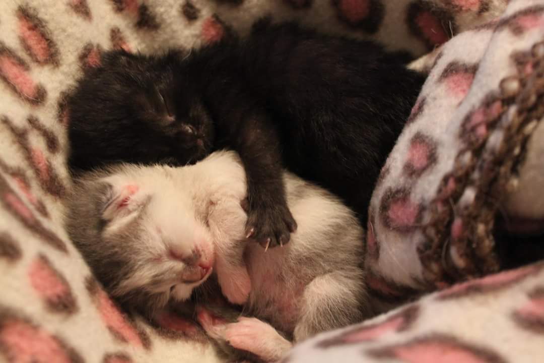 kittensNcatnip's tweet photo. ❤ full bellyzzz ! #kittensNcatnip #rescuecats #bottlebabies #kitten #kittenzzzz https://t.co/toeJ8Uy0PT