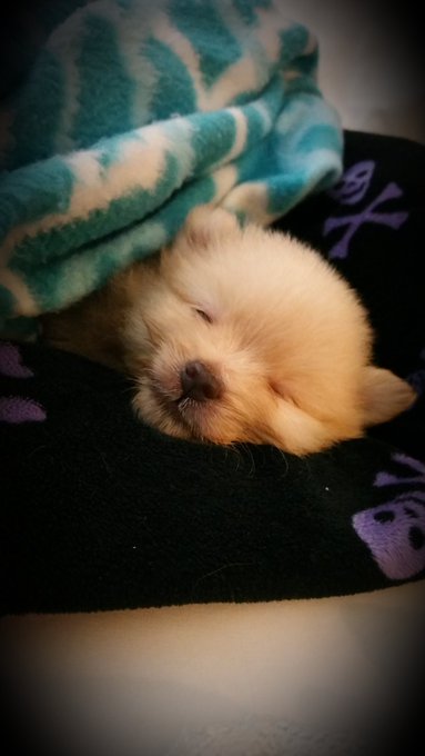 Had a scare with Peanut. Finally got him calmed down enough to rest. https://t.co/z3KzV6WNnA<a href="/tag/pomeranians"class="tags"><span>#pomeranians</span></a>