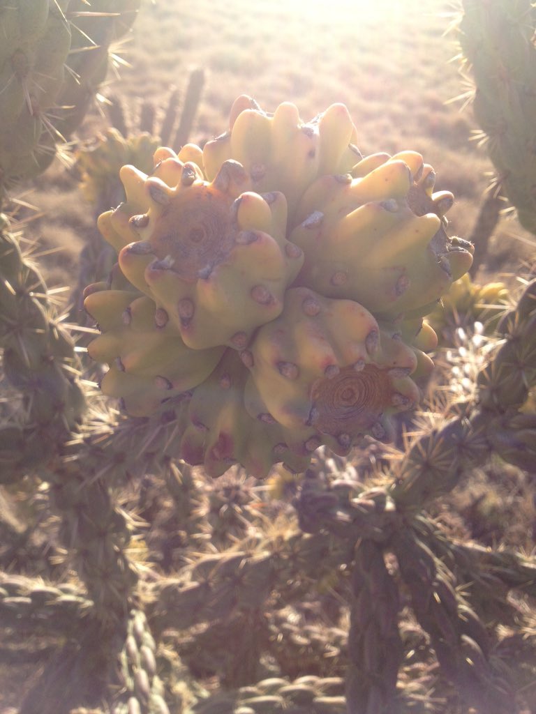 HopeFloeck's tweet image. Day4 #7DaysOfNature #SignsOfSpring in West Texas

#cacti are changing &amp;amp; a new bird's nest