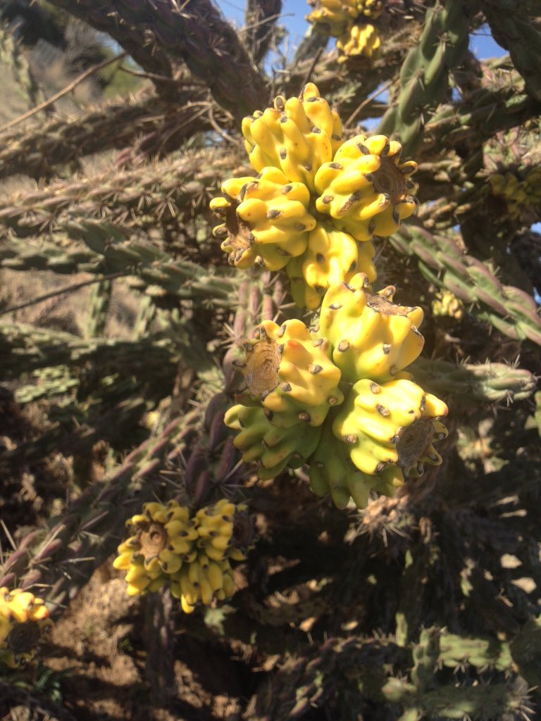 HopeFloeck's tweet image. Day4 #7DaysOfNature #SignsOfSpring in West Texas

#cacti are changing &amp;amp; a new bird's nest